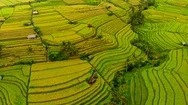 Aerial Shot Of Jatiluwih Green Land Village. Stunning Rice Terraces On The Bali Stock Footage