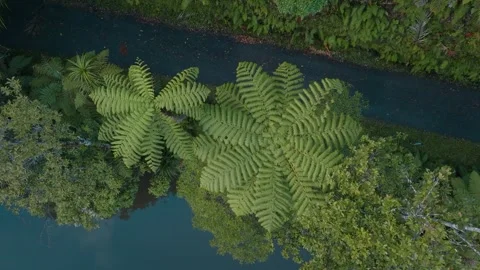 Aerial shot of lakeside pathway in New Zealand native rainforest Stock Footage 244547862