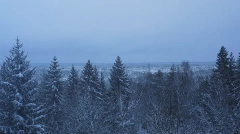 Aerial Shot of Large, Boundless Pine Forest Covered with Snow at Winter. 動画素材 65414202