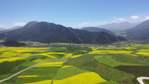 Aerial Shot of Large Golden Rape Flower Field Distant Forest Mountain in Qinghai Stock Footage 337946067