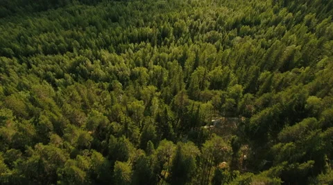 Aerial Shot of Large Pine Forest in Northern Europe Stock Footage 65248628
