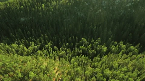 Aerial Shot of Large Pine Forest in Northern Europe Stock Footage 65250971