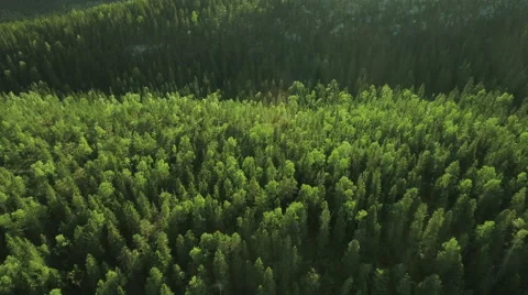 Aerial Shot of Large Pine Forest in Northern Europe Stock Footage 65253050