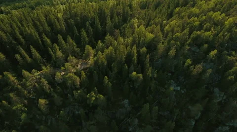 Aerial Shot of Large Pine Forest in Northern Europe Vídeo Stock 65254277