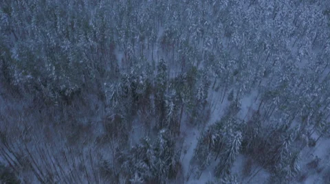 Aerial Shot of Large Pine Forest Covered with Snow at Winter. Stock Footage 65413152