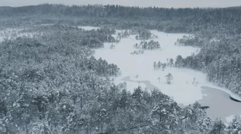 Aerial Shot of Large Pine Forest Covered with Snow at Winter. Vídeo Stock 65413318