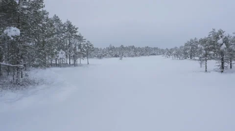 Aerial Shot of Large Pine Forest Covered with Snow at Winter. Stock Footage 65413464