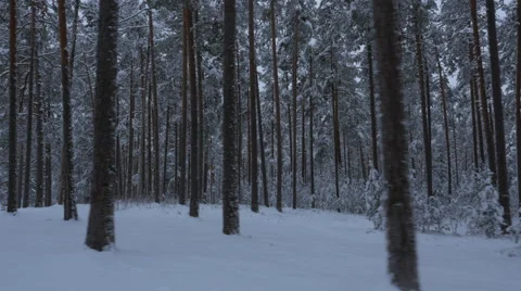 Aerial Shot of Large Pine Forest Covered with Snow at Winter. Stock Footage 65413944