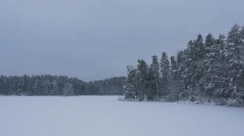 Aerial Shot of Large Pine Forest Covered with Snow at Winter. Stock Footage 65413992