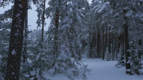Aerial Shot of Large Pine Forest Covered with Snow at Winter. Stock Footage 65414133