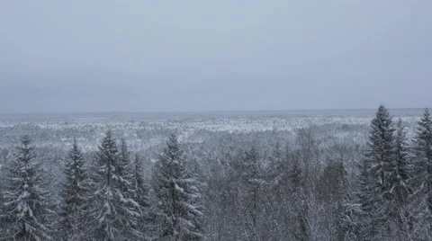 Aerial Shot of Large Pine Forest Covered with Snow at Winter. Stock Footage 65414267