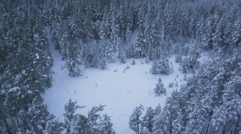 Aerial Shot of Large Pine Forest Covered with Snow at Winter. Stock Footage 65414316