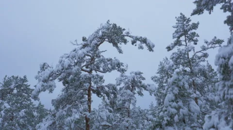 Aerial Shot of Large Pine Forest Covered with Snow at Winter. Stock Footage 65414362