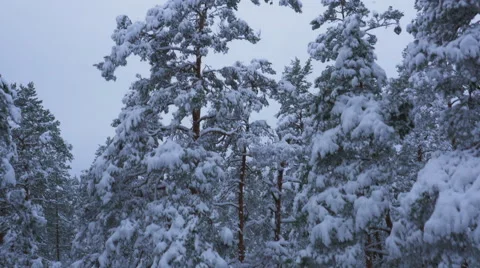 Aerial Shot of Large Pine Forest Covered with Snow at Winter. Stock Footage 65414485