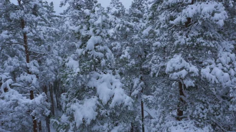 Aerial Shot of Large Pine Forest Covered with Snow at Winter. Stock Footage 65414492