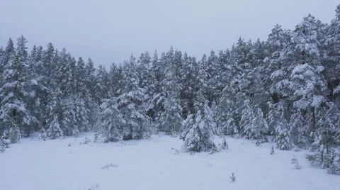 Aerial Shot of Large Pine Forest Covered with Snow at Winter. Stock Footage 65414507