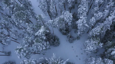 Aerial Shot of Large Pine Forest Covered with Snow at Winter. Stock Footage 65414532