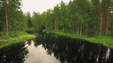Aerial Shot of Large River Surrounded by Pine Forest Stock Footage 65246676