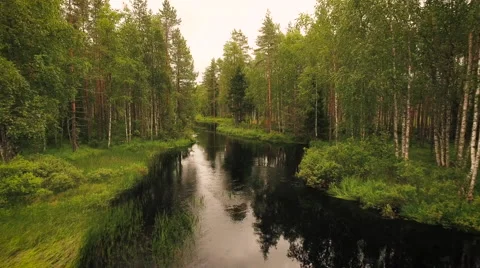 Aerial Shot of Large River Surrounded by Pine Forest Stock Footage 65251271