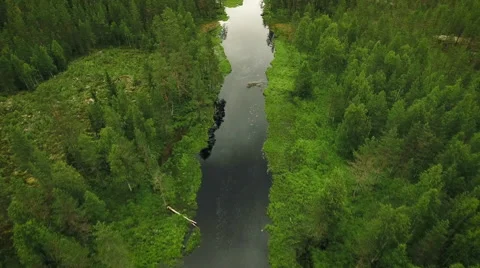 Aerial Shot of Large River Surrounded by Pine Forest Stock Footage 65251510
