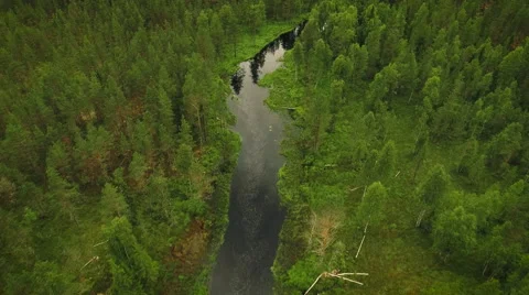 Aerial Shot of Large River Surrounded by Pine Forest Stock Footage 65251906