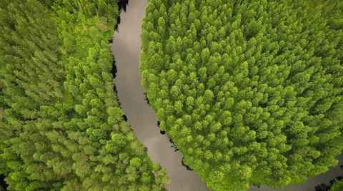 Aerial Shot of Large River Surrounded by Pine Forest Stock Footage 65253939