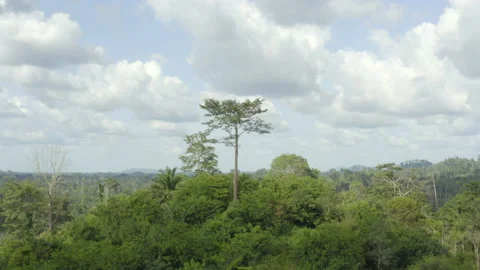 Aerial shot of a large single tree above the forest on a hill, in Ivory Coast Stock Footage 221474581