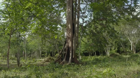 Aerial shot of a large tree with burnt trunk in a forest, in Ivory Coast Stock Footage 221469149