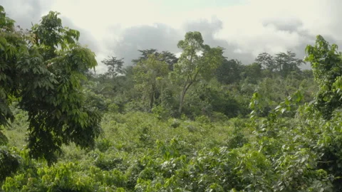 Aerial shot of a large tree in the forest and fields, in Ivory Coast Stock Footage 220799044