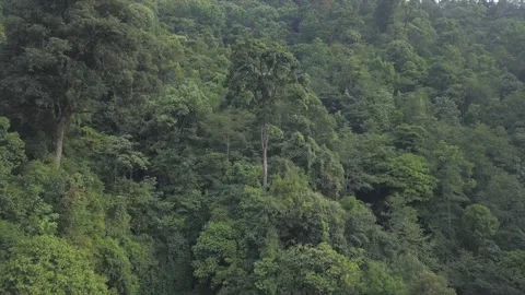 Aerial shot of a large tree sticking out of the forest, in Darjeeling, India Stock Footage 194469123