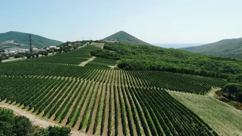 Aerial shot of large vineyard fields among the mountains. A beautiful footage of Video stock 136396366
