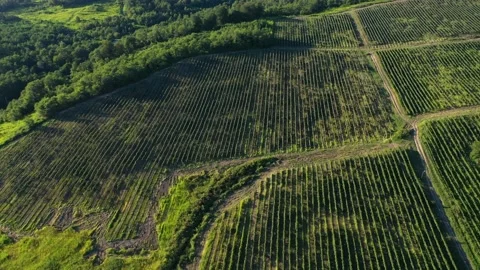 Aerial shot of large vineyard fields among the mountains. A beautiful footage of Video stock 144677718