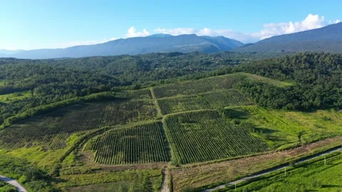 Aerial shot of large vineyard fields among the mountains. A beautiful footage of Stock Footage 144677762