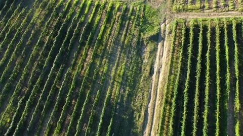 Aerial shot of large vineyard fields among the mountains. A beautiful footage of Stock Footage 144677991