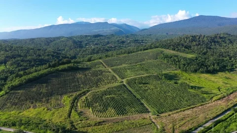 Aerial shot of large vineyard fields among the mountains. A beautiful footage of Stock Footage 146087251