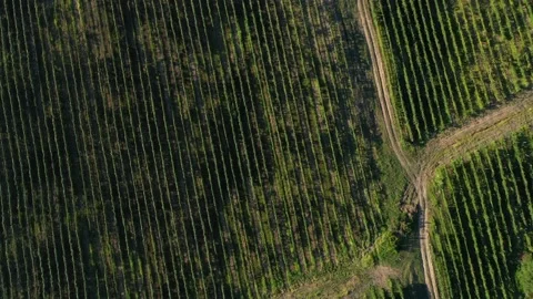 Aerial shot of large vineyard fields among the mountains. A beautiful footage of Stock Footage 146087664