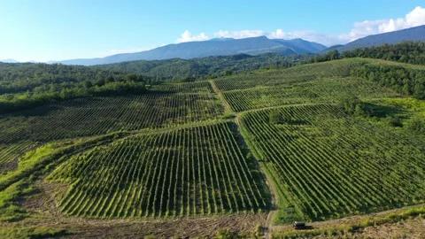 Aerial shot of large vineyard fields among the mountains. A beautiful footage of Stock Footage 146863755