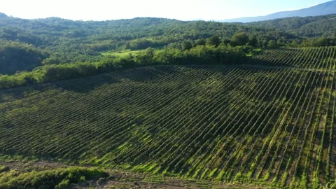Aerial shot of large vineyard fields among the mountains. A beautiful footage of Video stock 148164778