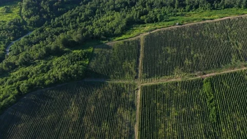 Aerial shot of large vineyard fields among the mountains. A beautiful footage of Video stock 148164824