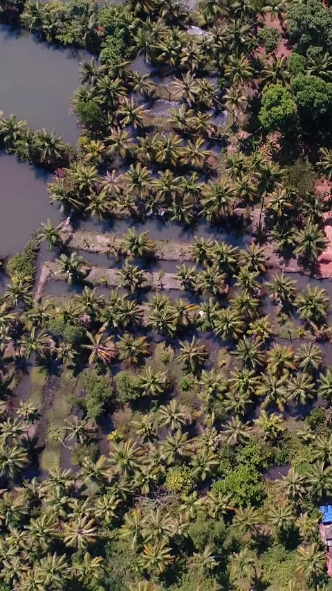 Aerial shot of lined coconut trees and tropical bush between water canals Stock Footage 226845473