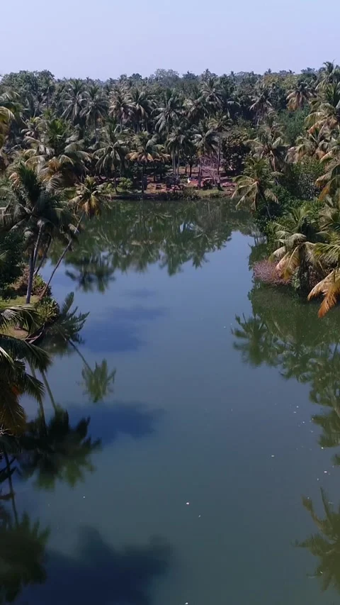Aerial shot of lined coconut trees and tropical bush along water canal Vídeo Stock 226860593