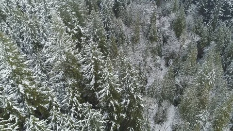 Aerial shot looking down at snow covered trees in Canada. Lush forest. 库存影片 104876021