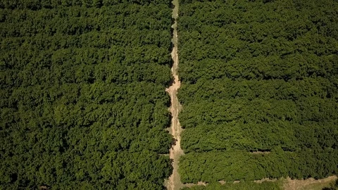 Aerial shot of macadamia nut orchard farm in Queensland Stock Footage 110886830