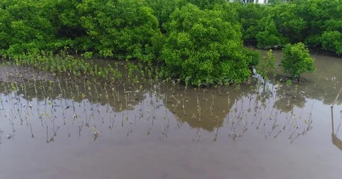 Aerial shot of the mangroves behind Pengembak beach, Sanur Stock Footage