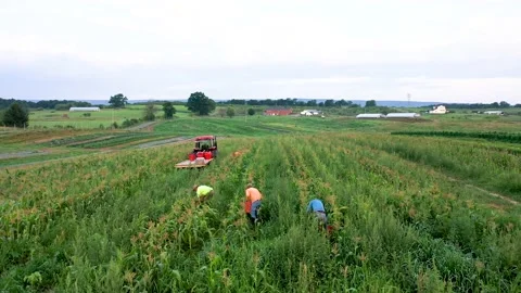 Aerial shot of men picking corn in a field and loading onto a flatbed trailer Stock Footage 135897580