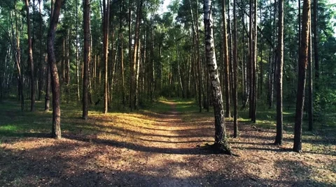 Aerial shot of mixed forest. Camera is flying forward the shortcut in the forest 스톡 동영상 67214373