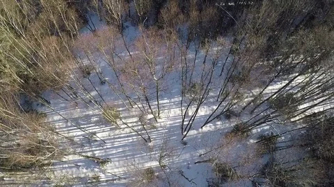 Aerial shot of mixed forest in winter Stock Footage 80293789