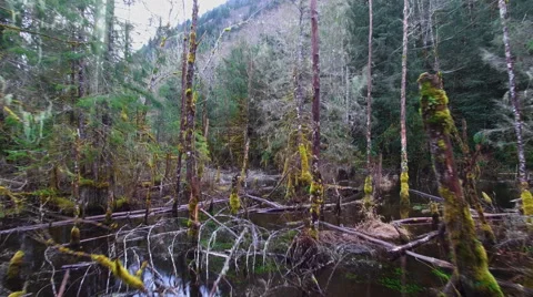 Aerial shot mountain forests Stock Footage 68582582