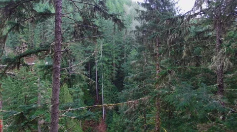 Aerial shot mountain forests Stock Footage 68584459