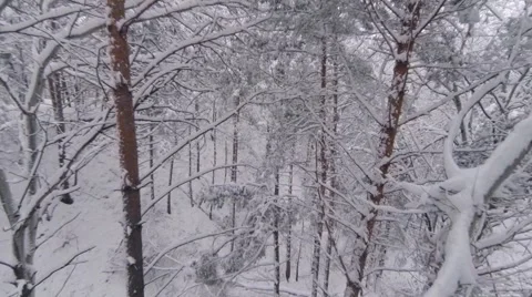 Aerial shot. Movement between trees in the winter forest Vídeos de archivo 52753328